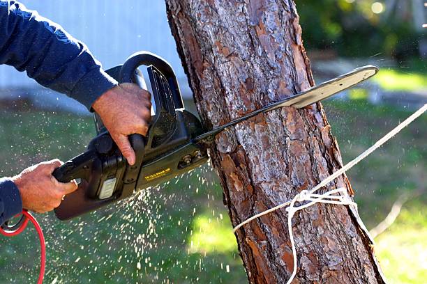 Best Root Management and Removal  in Washington, MO